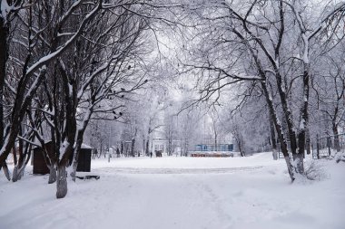 Kış orman manzarası. Kar altında uzun ağaçlar. Ocak ayının soğuk günü parkta.