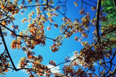 Parlak bahar, şafakta ormanda yeşilleniyor. Doğa ilkbaharın başlarında canlanır..