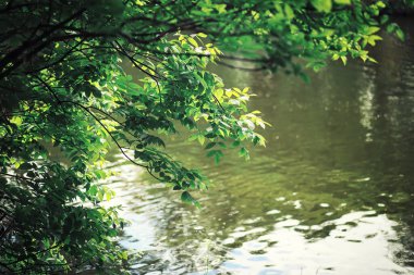 Parlak bahar, şafakta ormanda yeşilleniyor. Doğa ilkbaharın başlarında canlanır..
