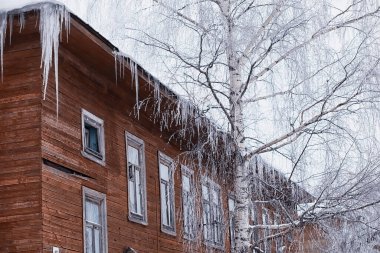 Kış orman manzarası. Kar altında uzun ağaçlar. Ocak ayının soğuk günü parkta.