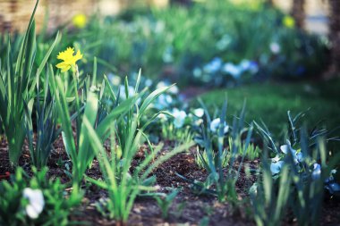Parlak bahar, şafakta ormanda yeşilleniyor. Doğa ilkbaharın başlarında canlanır..
