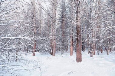 Kış orman manzarası. Kar altında uzun ağaçlar. Ocak ayının soğuk günü parkta.