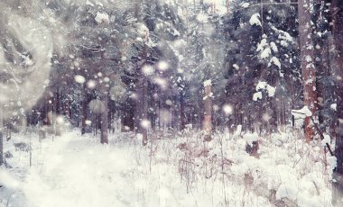 Kış orman manzarası. Kar altında uzun ağaçlar. Ocak ayının soğuk günü parkta.