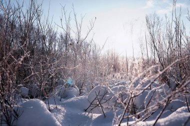 Kış orman manzarası. Kar altında uzun ağaçlar. Ocak ayının soğuk günü parkta.