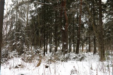 Kırsal alanların kış manzarası ve kardaki yollar