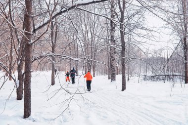 Kış orman manzarası. Kar altında uzun ağaçlar. Ocak ayının soğuk günü parkta.