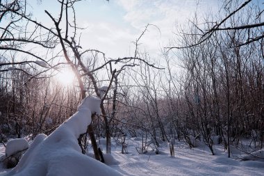 Kış orman manzarası. Kar altında uzun ağaçlar. Ocak ayının soğuk günü parkta.
