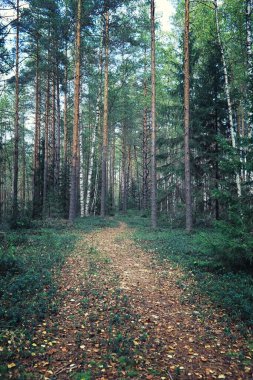 Parlak bahar, şafakta ormanda yeşilleniyor. Doğa ilkbaharın başlarında canlanır..