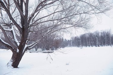 Kış orman manzarası. Kar altında uzun ağaçlar. Ocak ayının soğuk günü parkta.