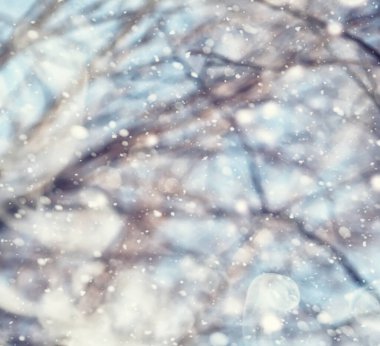 Kış orman manzarası. Kar altında uzun ağaçlar. Ocak ayının soğuk günü parkta.