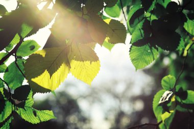 Parlak bahar, şafakta ormanda yeşilleniyor. Doğa ilkbaharın başlarında canlanır..