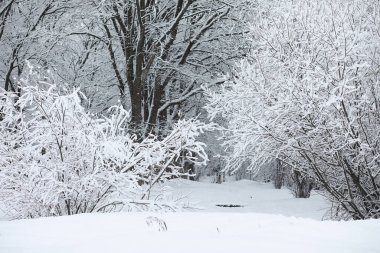 Kış manzarası. Karların altındaki orman. Kış Parkı.