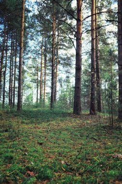 Parlak bahar, şafakta ormanda yeşilleniyor. Doğa ilkbaharın başlarında canlanır..