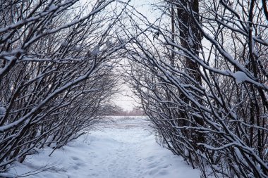 Kış orman manzarası. Kar altında uzun ağaçlar. Ocak ayının soğuk günü parkta.