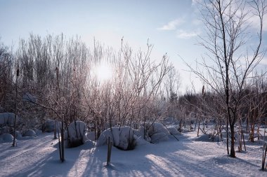 Kış orman manzarası. Kar altında uzun ağaçlar. Ocak ayının soğuk günü parkta.