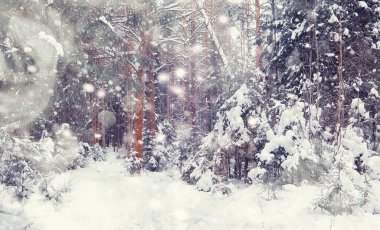 Kış orman manzarası. Kar altında uzun ağaçlar. Ocak ayının soğuk günü parkta.