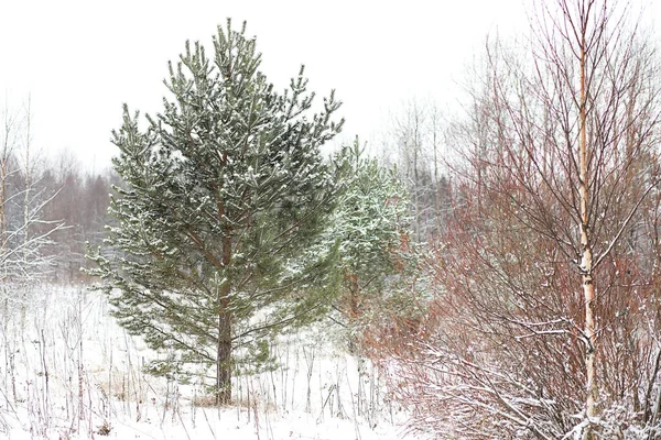 Paysage Hivernal Des Champs Campagne Des Routes Dans Neige — Photo