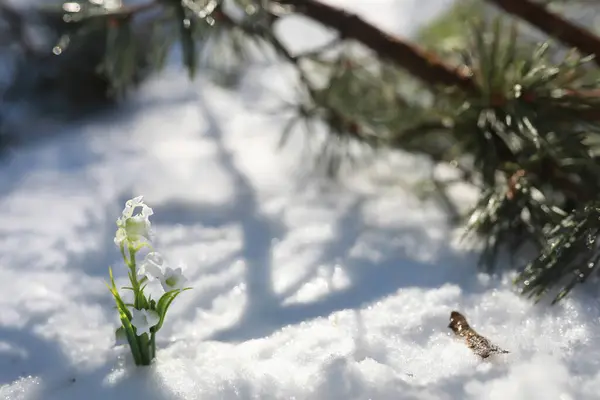 Первый Весенний Цветок Снеговик Лесу Весна Солнечный День Лесу — стоковое фото