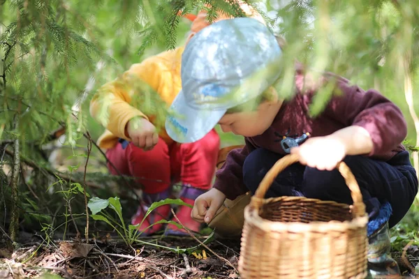 Kinderen Verzameld Een Wandeling Het Dichtstbijzijnde Bos Zoek Naar Paddestoel — Stockfoto