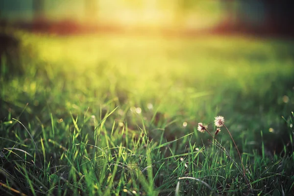 Verdes Brillantes Primavera Amanecer Bosque Naturaleza Cobra Vida Principios Primavera — Foto de Stock