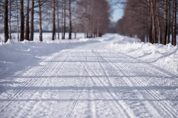 Winter Forest Landscape Tall Trees Snow Cover January Frosty Day — Stock Photo, Image