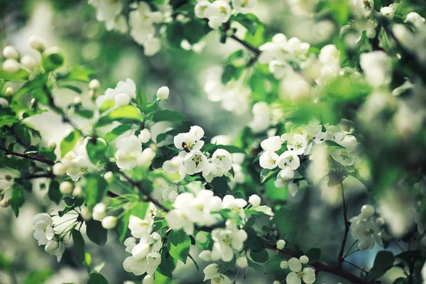 Helles Frühlingsgrün Der Morgendämmerung Wald Die Natur Erwacht Zeitigen Frühling — Stockfoto