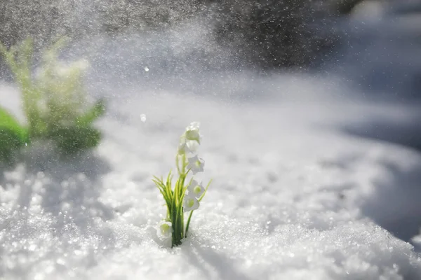 Primeira Flor Primavera Gota Neve Floresta Primavera Dia Ensolarado Floresta — Fotografia de Stock