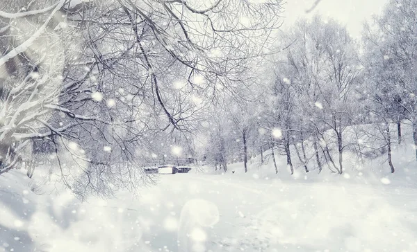 Paisaje Forestal Invernal Árboles Altos Bajo Cubierta Nieve Enero Día — Foto de Stock