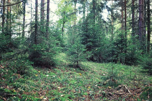 Bright Spring Greens Dawn Forest Nature Comes Life Early Spring — Stock Photo, Image