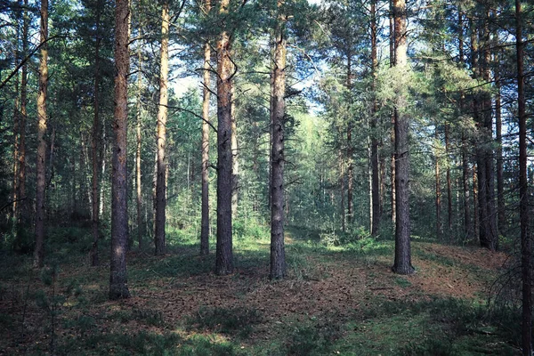 Ljusa Vårgreener Gryningen Skogen Naturen Vaknar Till Liv Tidigt Våren — Stockfoto