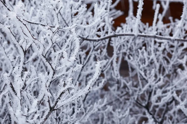 Winter Forest Landscape Tall Trees Snow Cover January Frosty Day — Stock Photo, Image