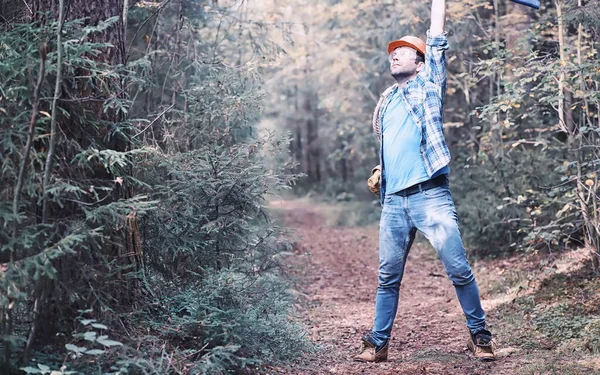 Boscaiolo Maschio Nella Foresta Taglialegna Professionista Ispeziona Gli Alberi Abbattimento — Foto Stock