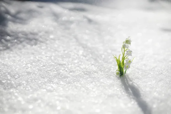 最初の春の花 森の中の雪だ 森の中の春の晴れた日 — ストック写真