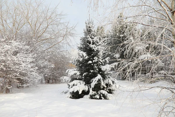 Winter Park. Landscape in snowy weather. January day.