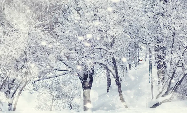 าฤด หนาว นไม งใต มะปกคล นหนาวเด อนมกราคมในสวนสาธารณะ — ภาพถ่ายสต็อก