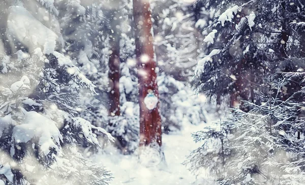 Winterliche Waldlandschaft Hohe Bäume Unter Einer Schneedecke Frosttag Januar Park — Stockfoto