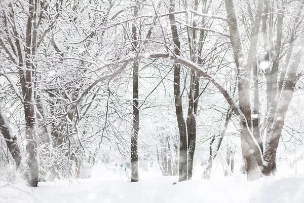 Zimowy Krajobraz Las Pod Śniegiem Park Zimowy — Zdjęcie stockowe