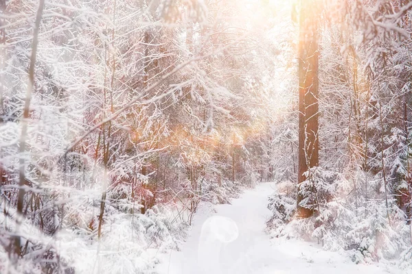 Vinterlandskap Skog Snön Vinterpark — Stockfoto