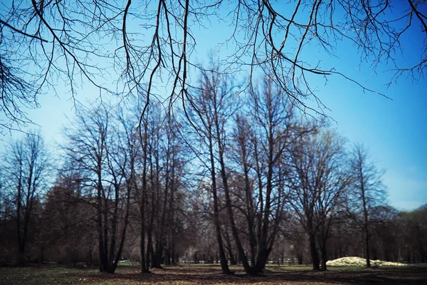 Jasna Wiosenna Zieleń Świcie Lesie Natura Ożywa Wczesną Wiosną — Zdjęcie stockowe