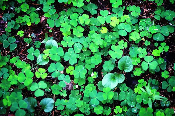 Bakgrund Från Växt Klöver Fyra Blad Irländsk Traditionell Symbol Patrick — Stockfoto