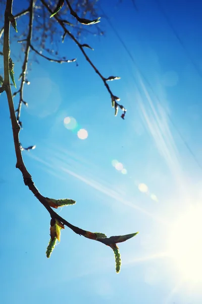 Verduras Primavera Brilhantes Amanhecer Floresta Natureza Ganha Vida Início Primavera — Fotografia de Stock