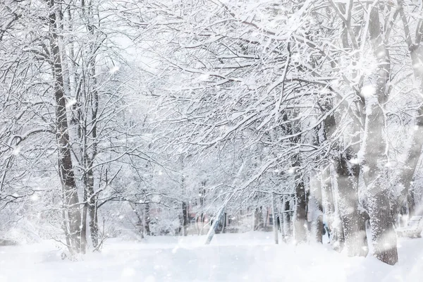 Зимовий Пейзаж Ліс Під Снігом Зимовий Парк — стокове фото