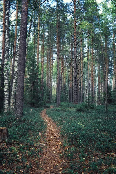 Jasna Wiosenna Zieleń Świcie Lesie Natura Ożywa Wczesną Wiosną — Zdjęcie stockowe