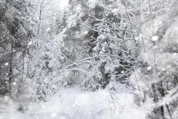 Paisaje Invernal Bosque Bajo Nieve Parque Invierno — Foto de Stock