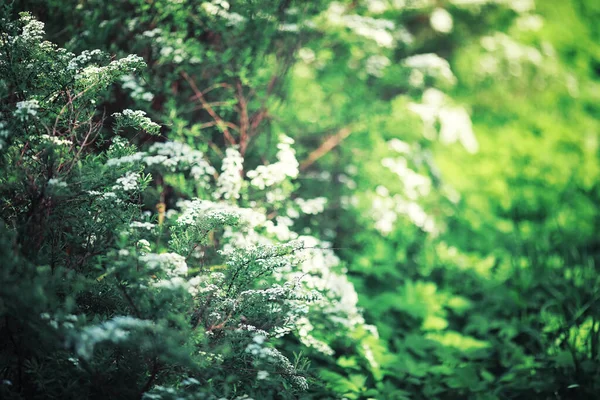 Helles Frühlingsgrün Der Morgendämmerung Wald Die Natur Erwacht Zeitigen Frühling — Stockfoto