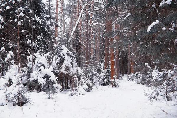 Paysage Forestier Hivernal Grands Arbres Sous Neige Janvier Journée Givré — Photo