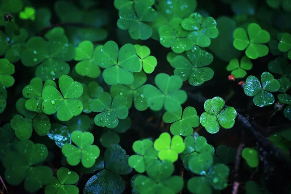 Bakgrund Från Växt Klöver Fyra Blad Irländsk Traditionell Symbol Patrick — Stockfoto