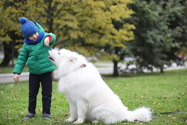 美しい犬と散歩中の素敵な男の子 — ストック写真
