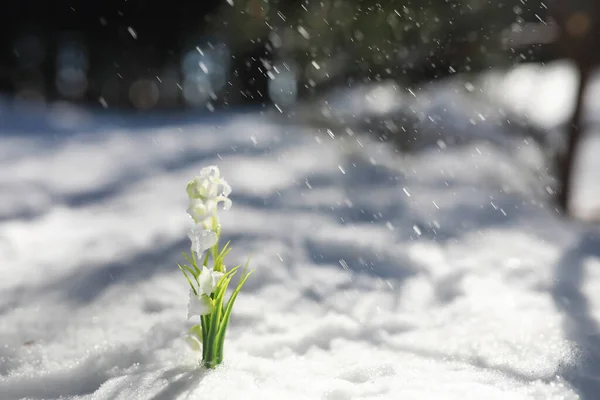 春天的第一朵花森林里的雪降 森林里阳光明媚的春天 — 图库照片
