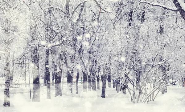 Paisaje Forestal Invernal Árboles Altos Bajo Cubierta Nieve Enero Día — Foto de Stock